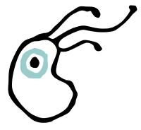 Plàncton, Divulgació i Serveis Marins