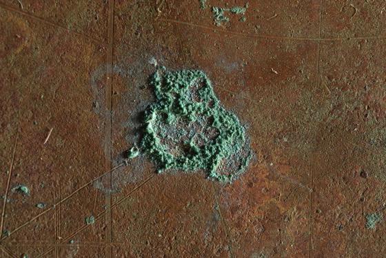 Fotomacrografia (Foto:CR)