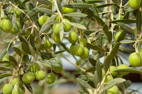 olives