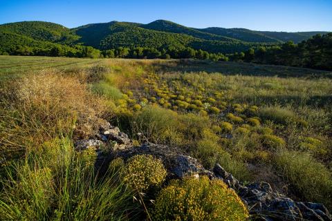 Mosaic agroforestal de les Muntanyes de Prades